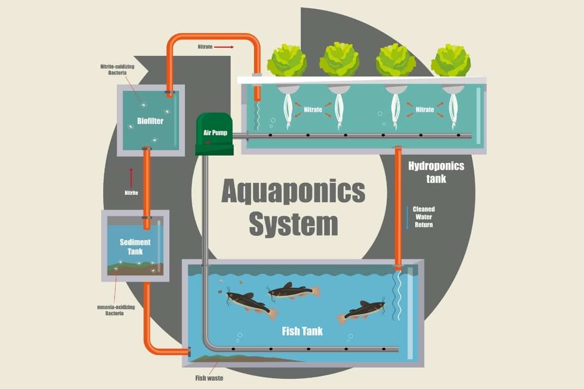 How To Design An Aquaponics System Gardenia Organic