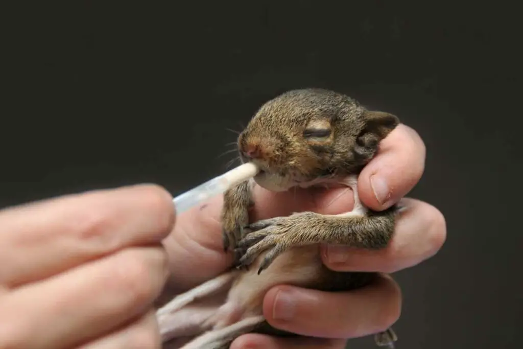 baby squirrel drinking milk