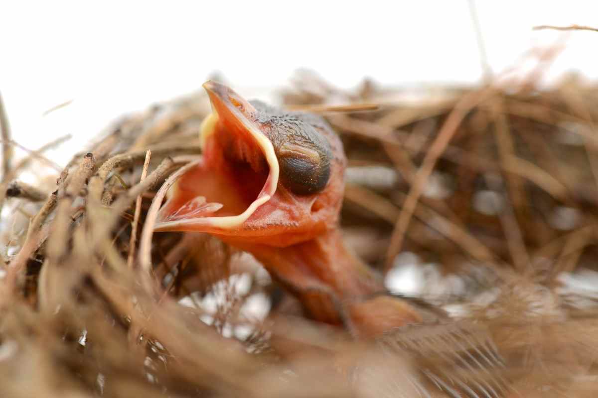When Can Baby Robins Feed Themselves?