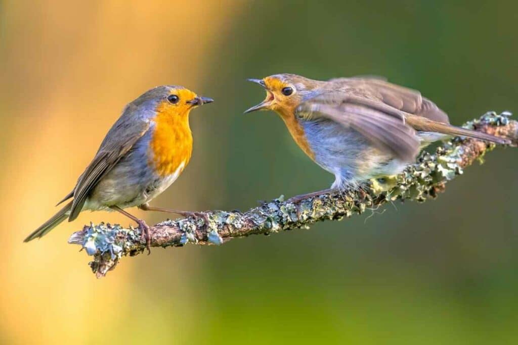 mother and baby robin