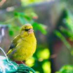 Green Finches
