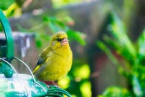 Green Finches