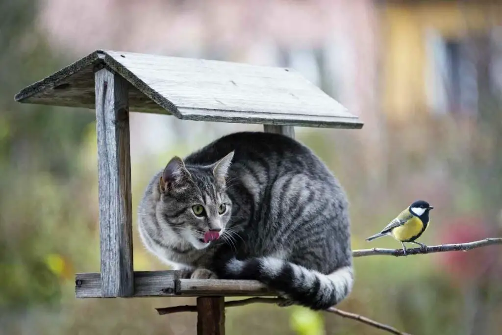 Cat at a bird feeder