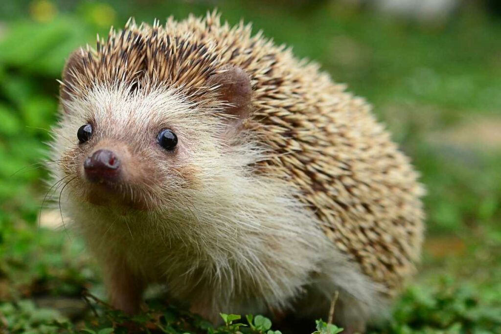 hedgehog in garden