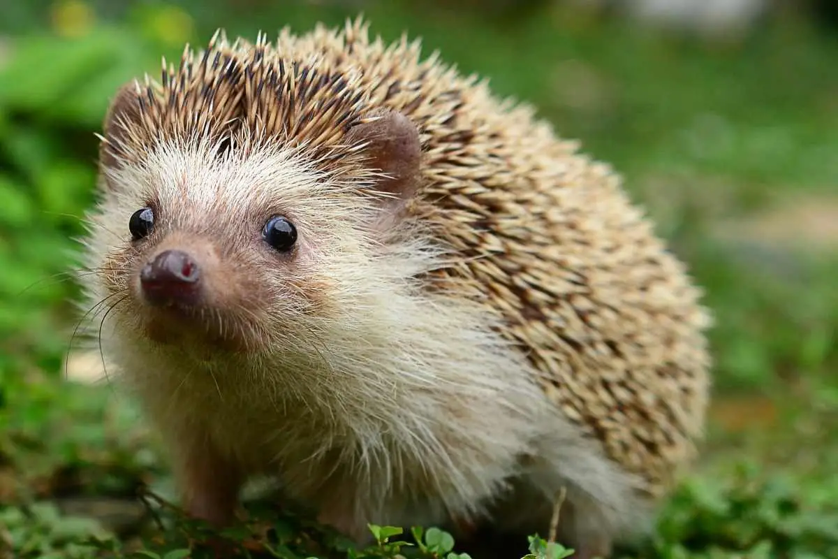 I Have a Hedgehog in My Garden, What Do I Do?