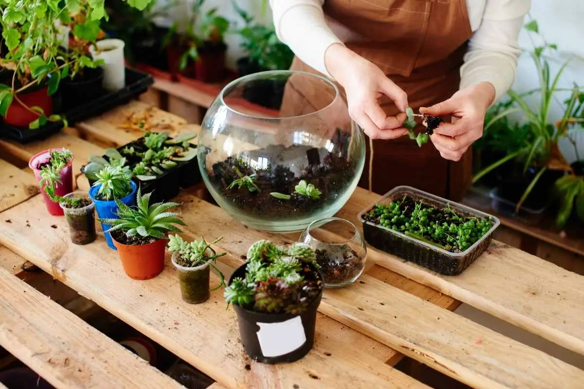 7 Rare and Exotic Terrarium Plants You Should Know