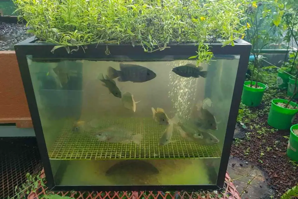 fish in aquaponics
