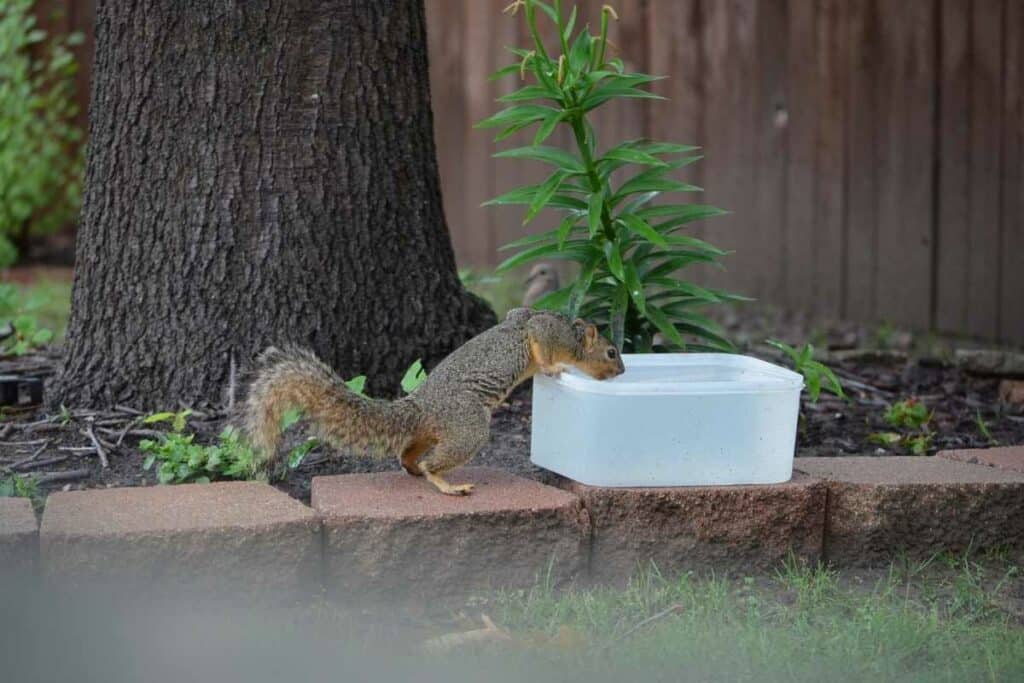 Squirrel water