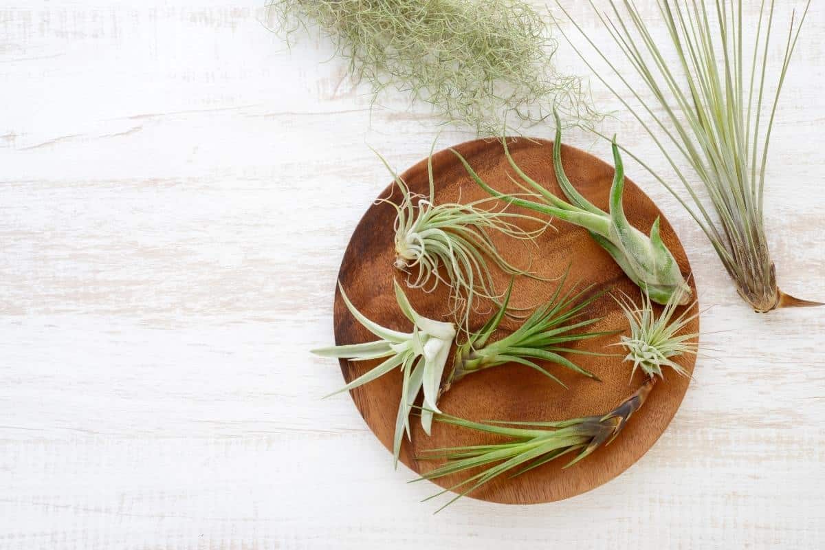How To Attach Air Plants To Wood In 6 Quick Steps Gardenia Organic