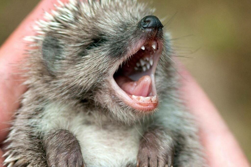 Cute hedgehog with opened mouth