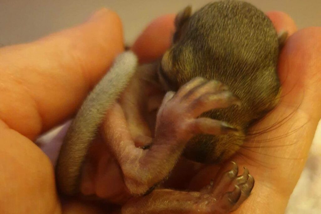 Do Baby Squirrels Drink Water? - Gardenia Organic