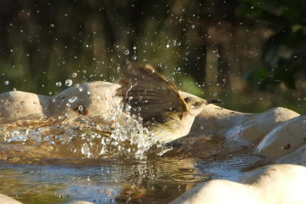 Can birds drown in a bird bath