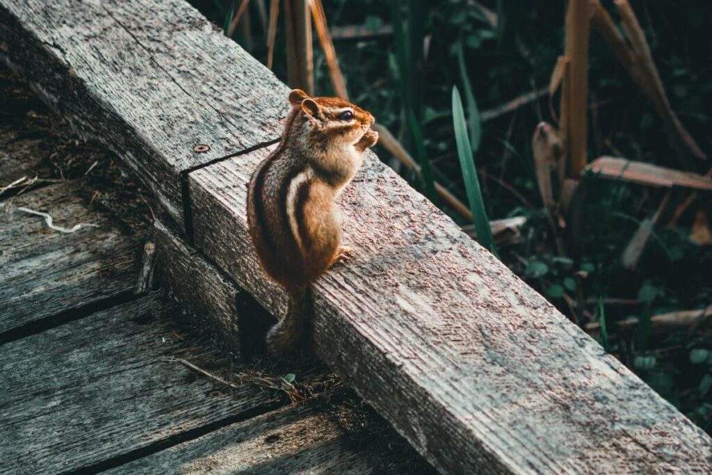 Chipmunk love to eat fruit