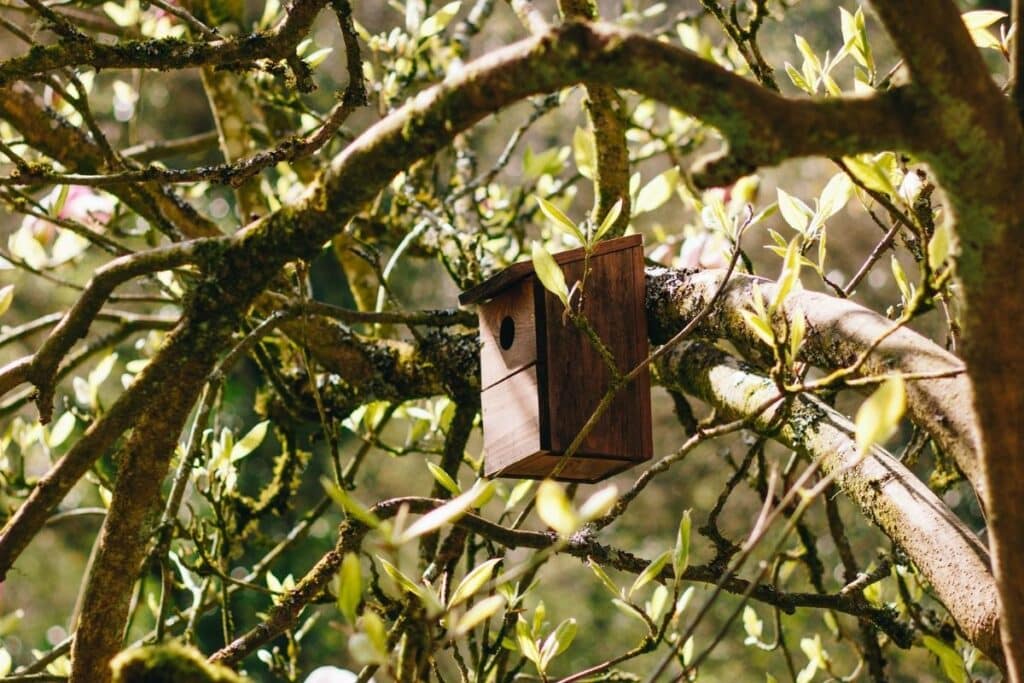 How to Choose a Bird Box