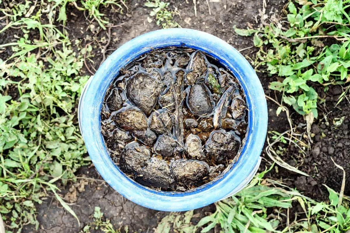 Compost Tea Feeding Schedule: How Often Should You Feed Your Plants?