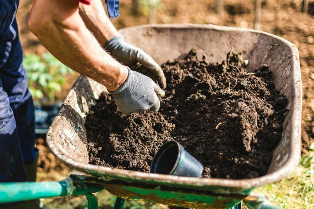 A man is spreading compost in garden