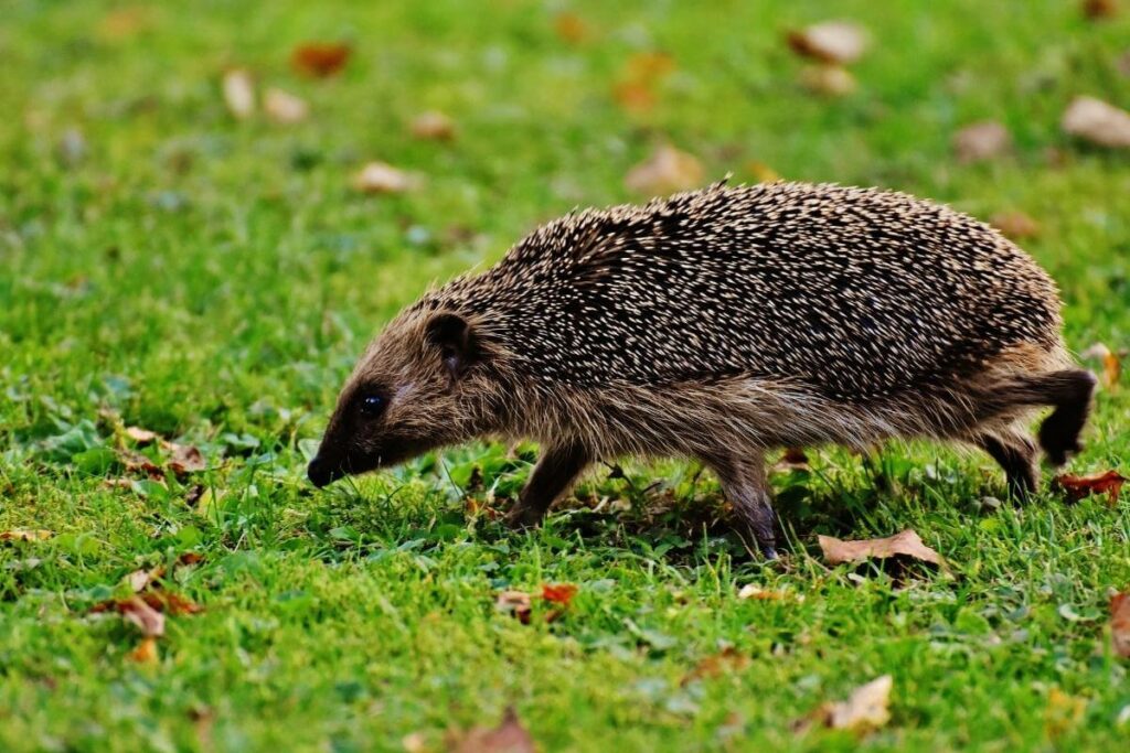 What to do if you have a hedgehog in your garden