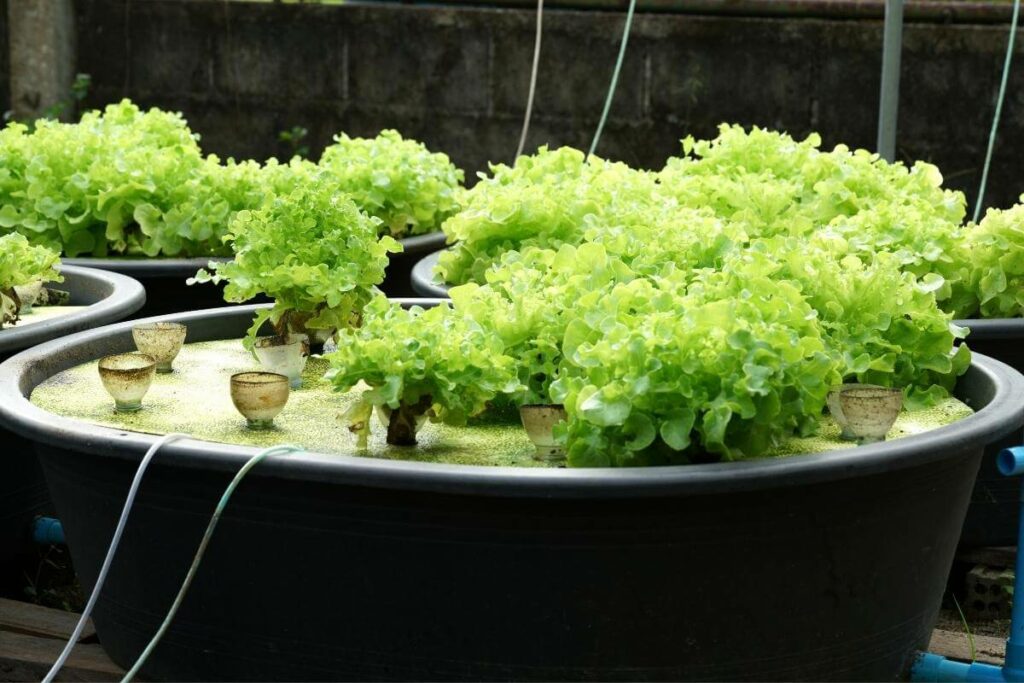 Does aquaponics need sunlight or not?