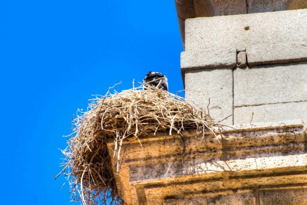 Essential oils can be used as an effective bird deterrent