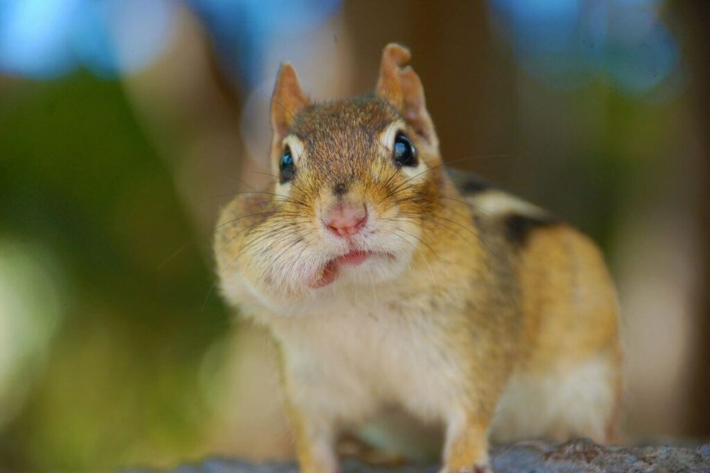 What Do I Feed My Pet Chipmunk?