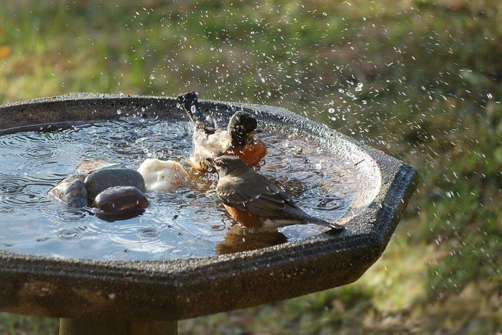 What Do You Do If You’ve Filled a Bird Bath Too Deep