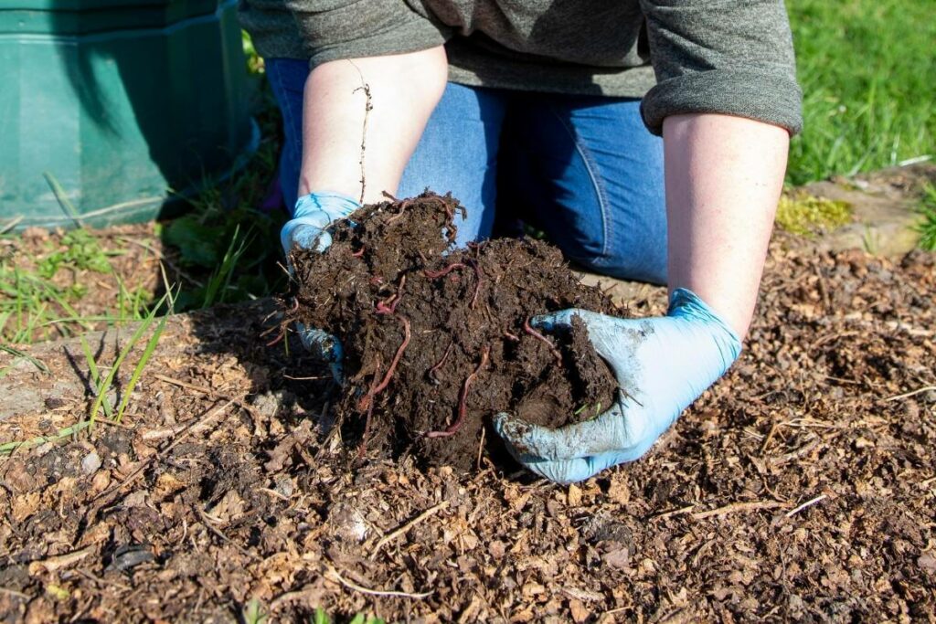 Worm food deposits