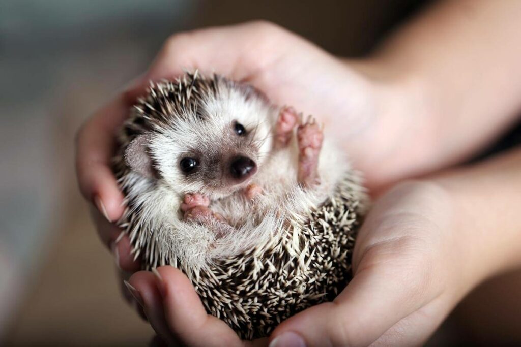 Hedgehog is curled up in a hand