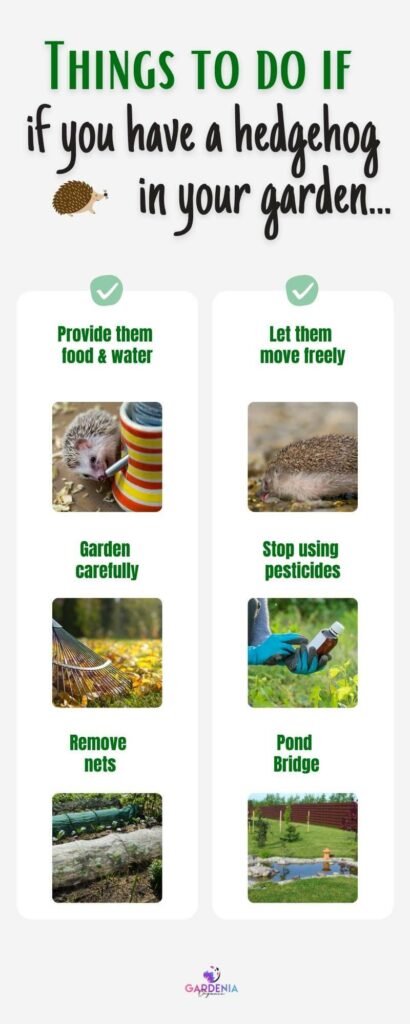 Infographics about things to do if you have a hedgehog in your garden