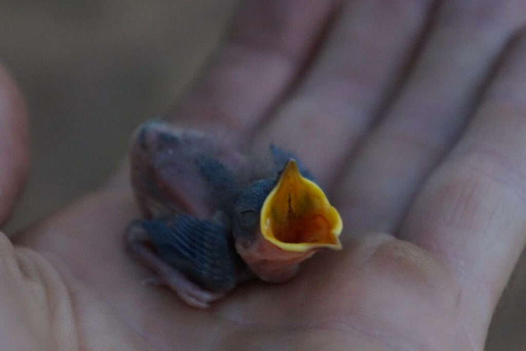 How do You Get a Baby Bird to Open Its Mouth?