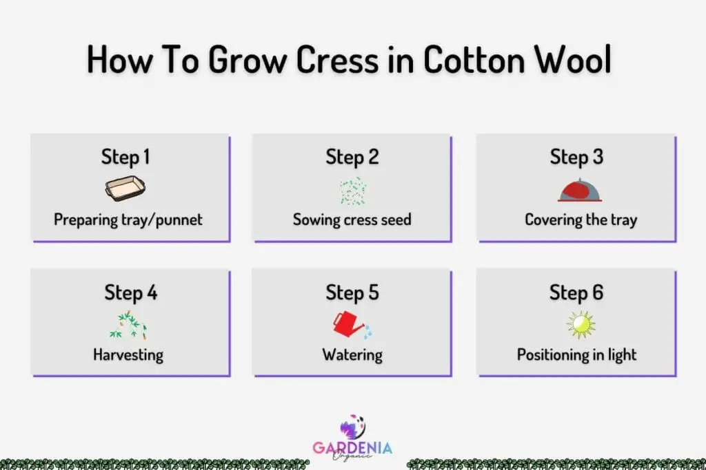 How To Grow Cress in Cotton Wool
