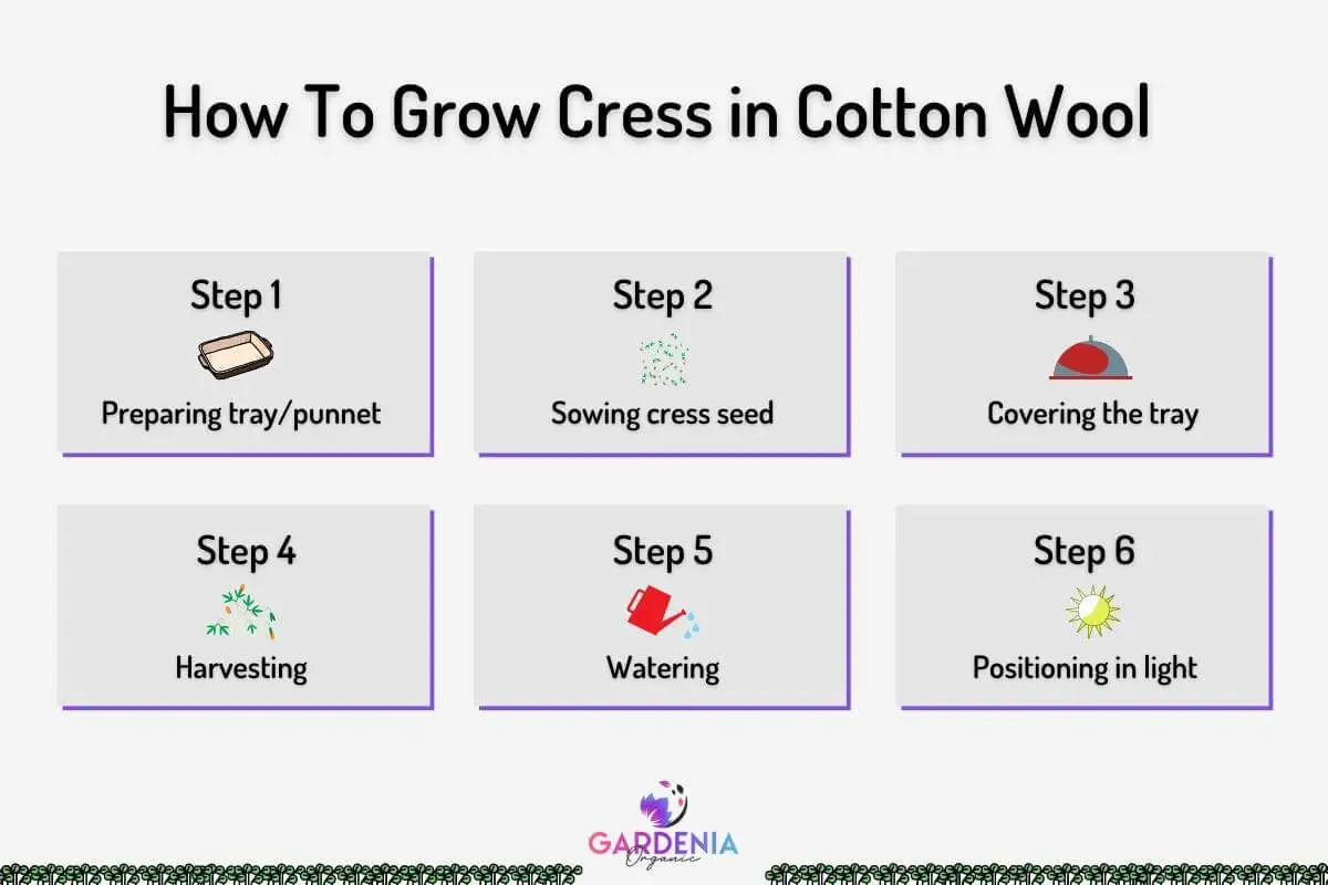 How To Grow Cress in Cotton Wool Gardenia Organic