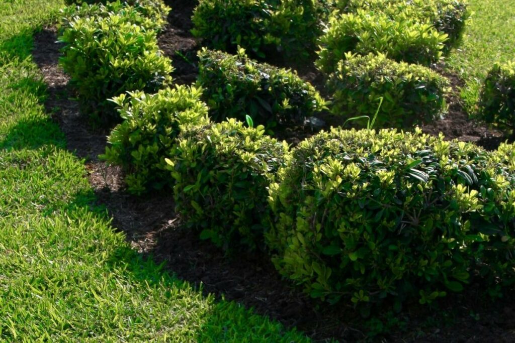 How Much Compost Should I Put Around Shrubs?