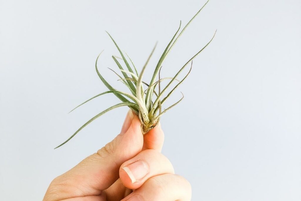 How To Attach Air Plants To Wood