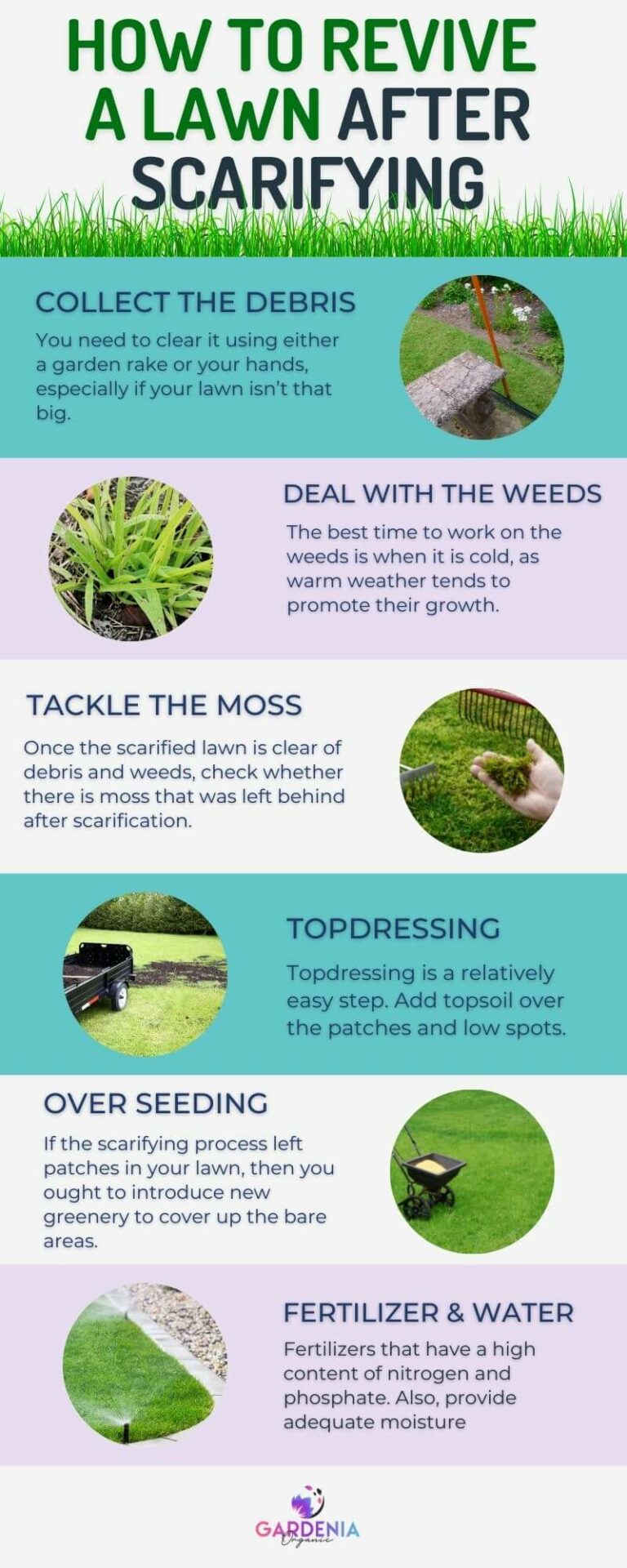 How to Revive a Lawn After Scarifying Gardenia Organic