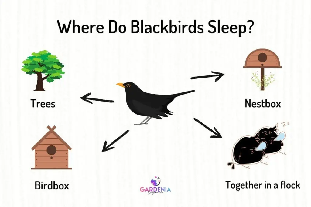 Wondering where blackbirds sleep