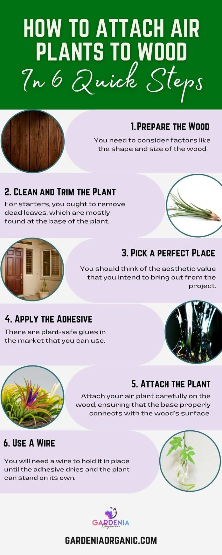 How To Attach Air Plants To Wood In 6 Quick Steps Gardenia Organic