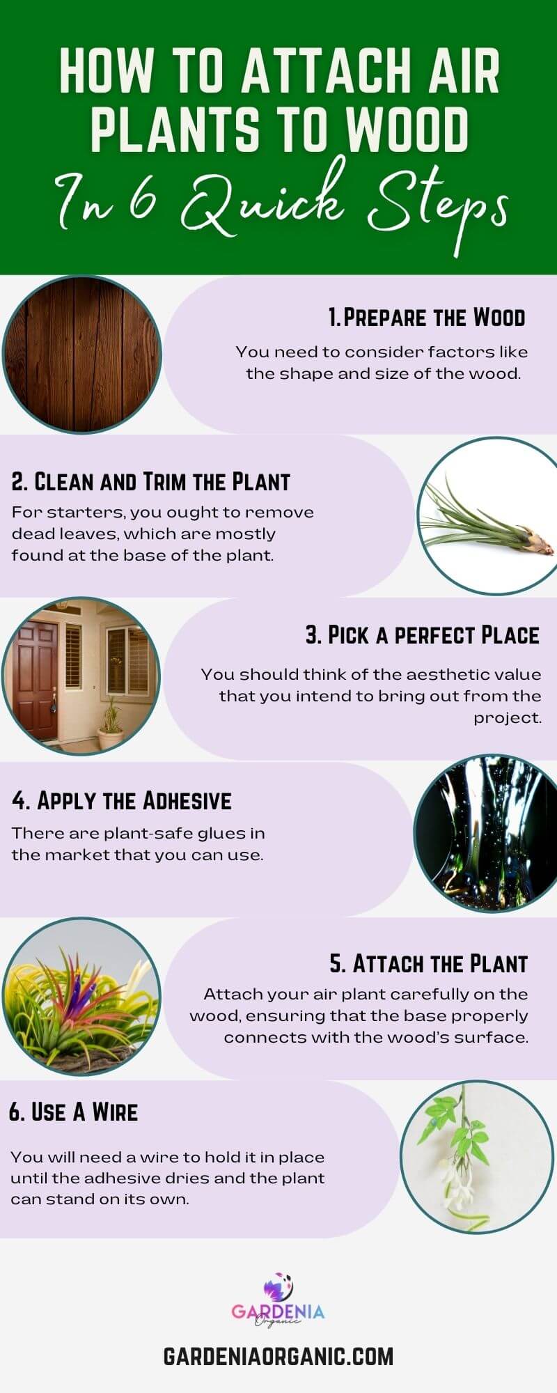 How To Attach Air Plants To Wood In 6 Quick Steps Gardenia Organic