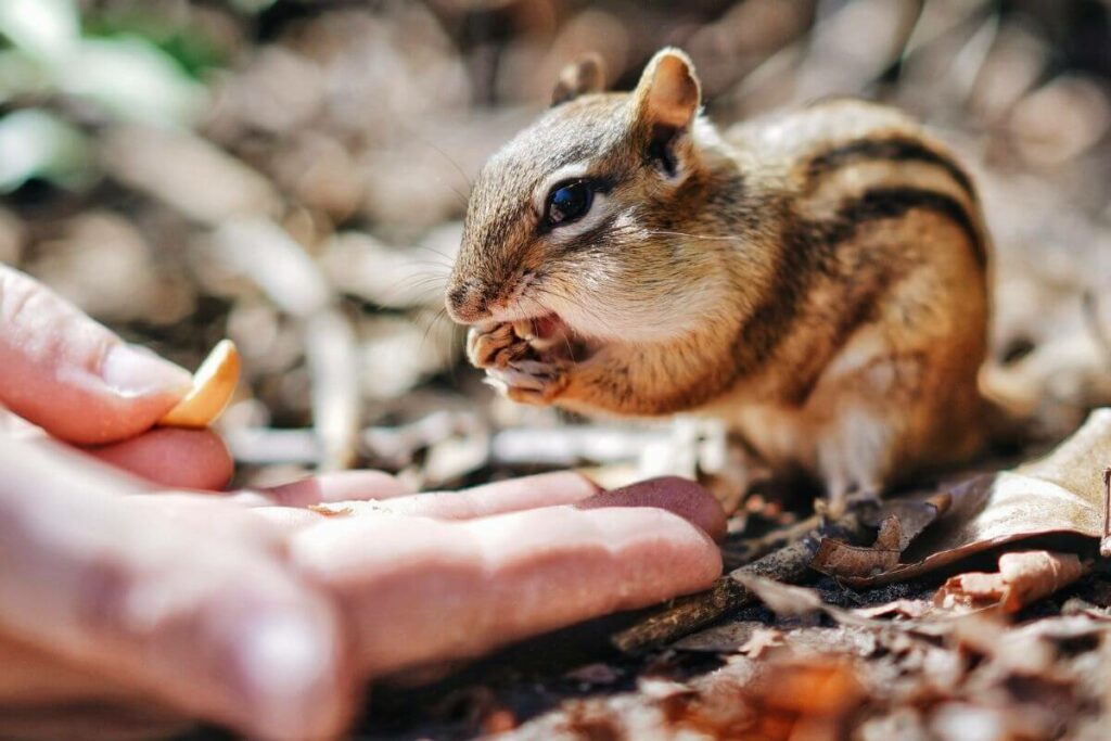 Is It Safe to Feed a Chipmunk By Hand?