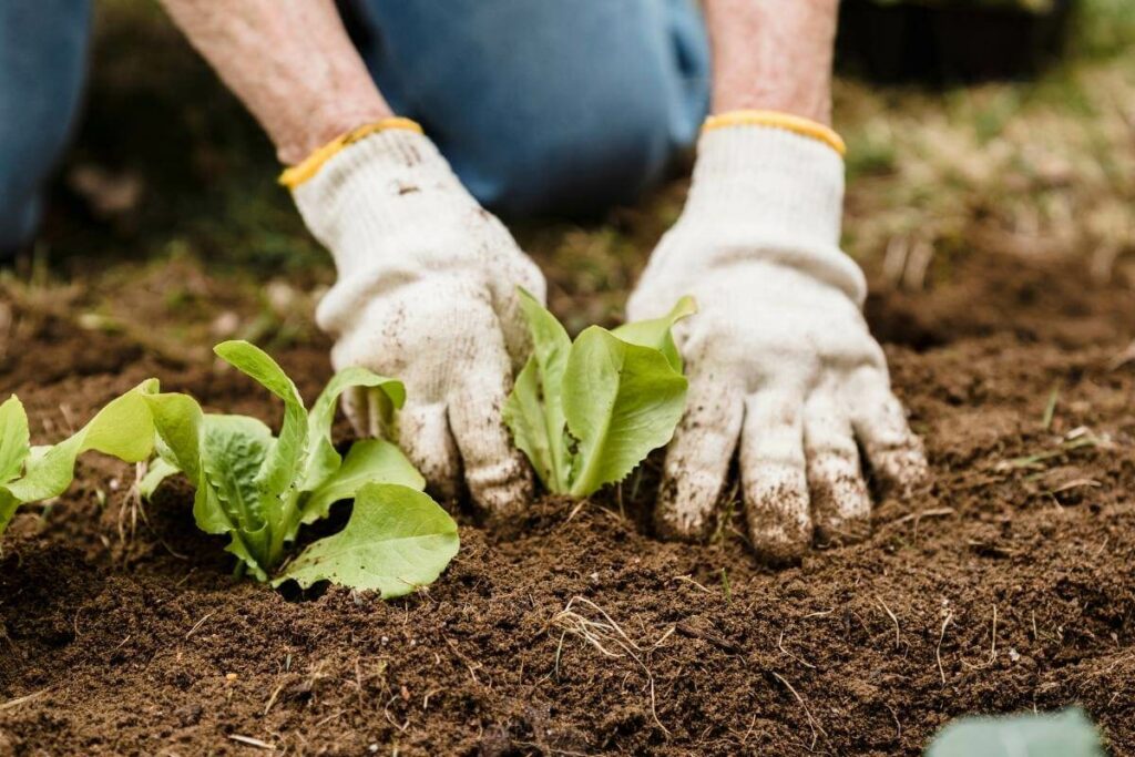 Is Unfinished Compost Ever Bad for Plants?