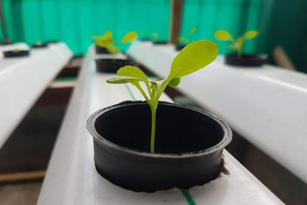 Managing the pH in Hydroponics