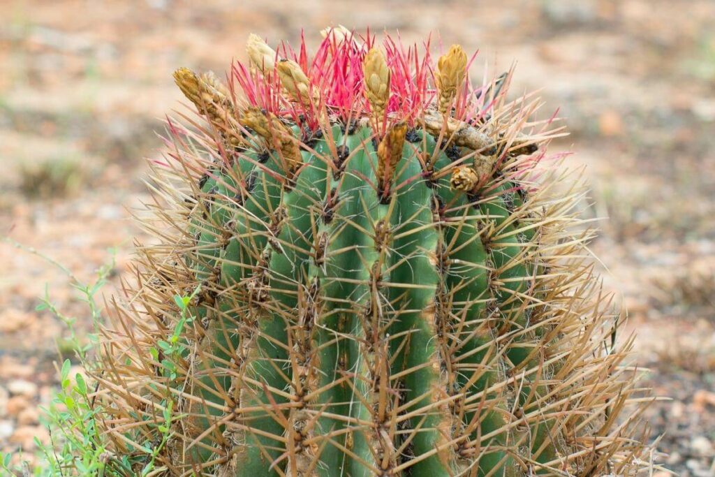 Common Mistakes When Watering Outdoor Cacti