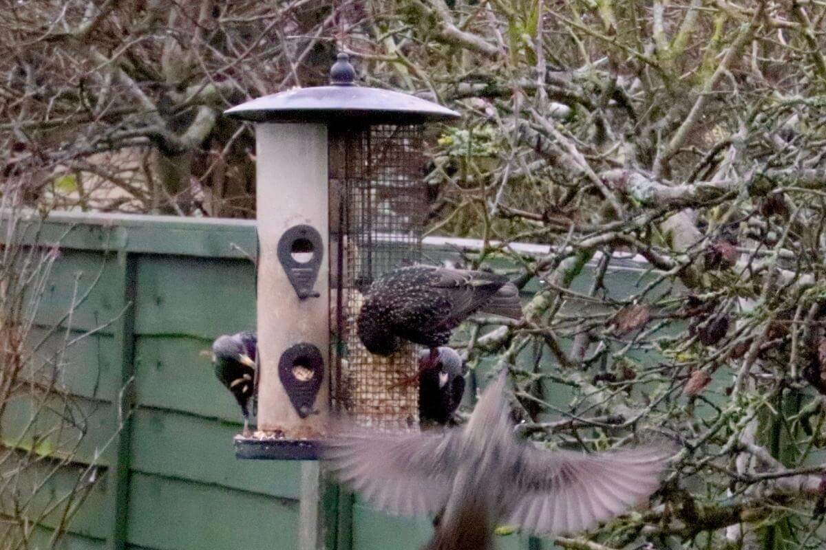 Why Do Birds Throw Seeds Out of Feeders? - Gardenia Organic