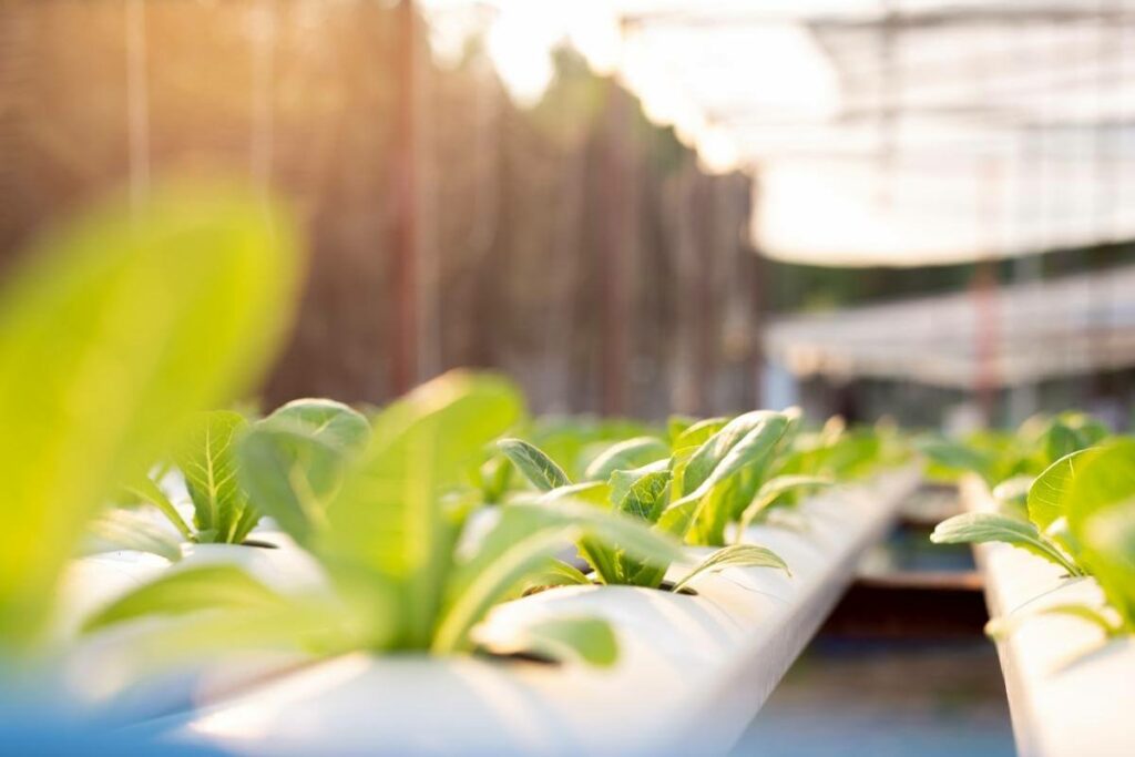 The Significance of Sunlight to Aquaponics