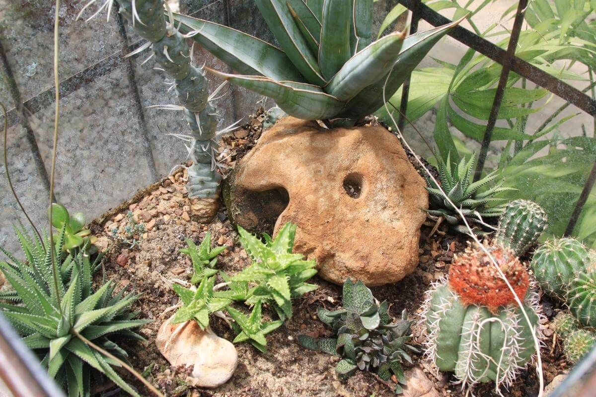 Terrarium Substrate Layers Guide) Gardenia Organic