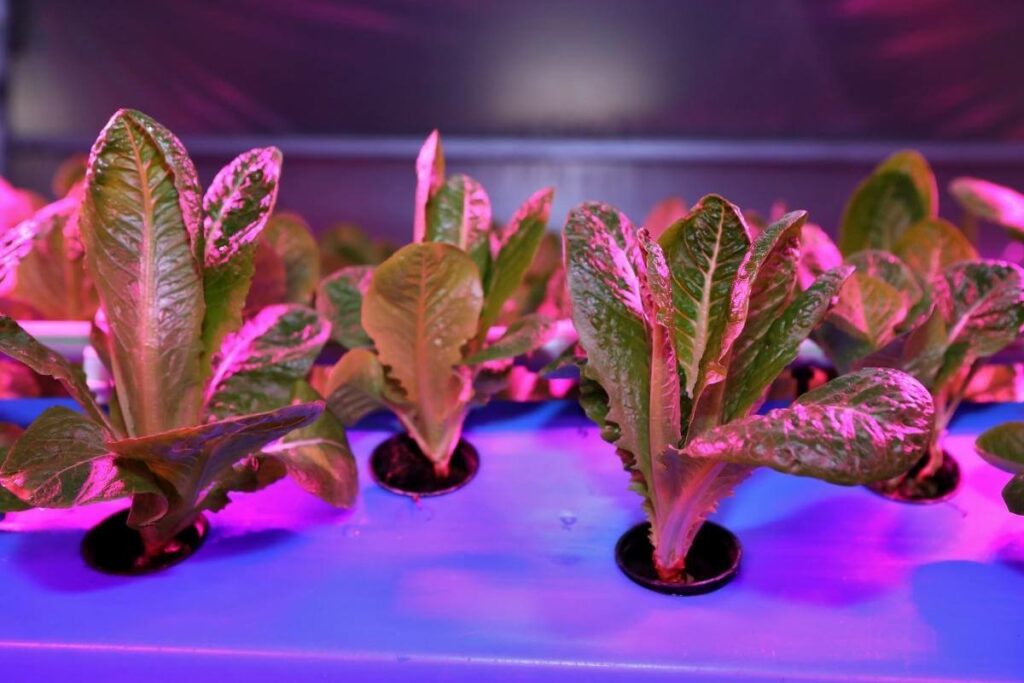 Upfront running costs for artificial lights aquaponics