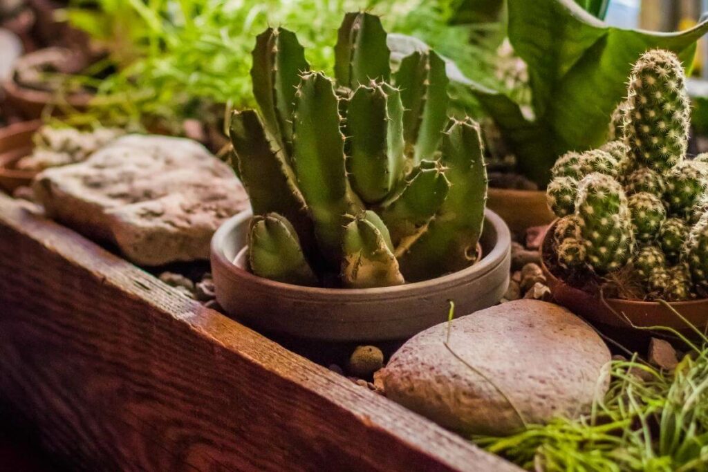 How to Water Outdoor Cacti?