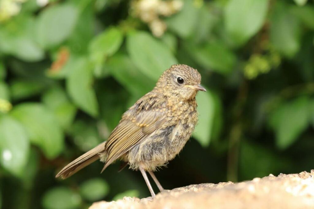 When Can Baby Robins Feed Themselves?