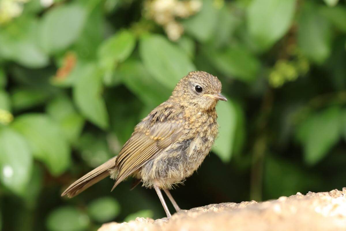 What Do Robins Symbolize? Guide To Robin Spiritual Meanings Gardenia