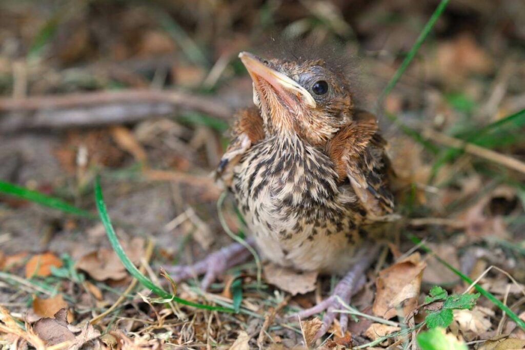 How Do You Get a Baby Bird to Eat?