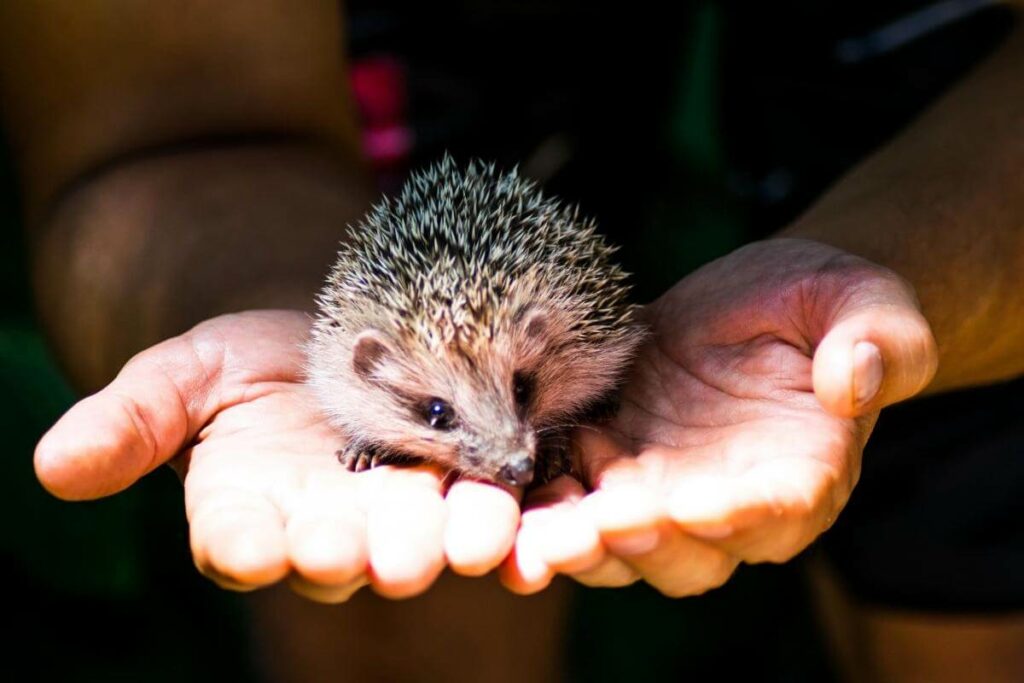 What to do when hedgehog curl up in a ball